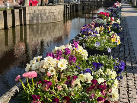 Winter (hoffentlich) ade - Glückstadt blüht auf