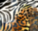 AdobeStock_278006076.jpeg
