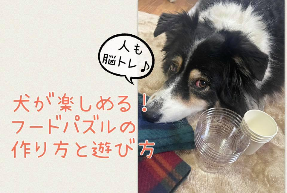 犬が楽しめる フードパズルの作り方と遊び方 Ka Pilina Dcs