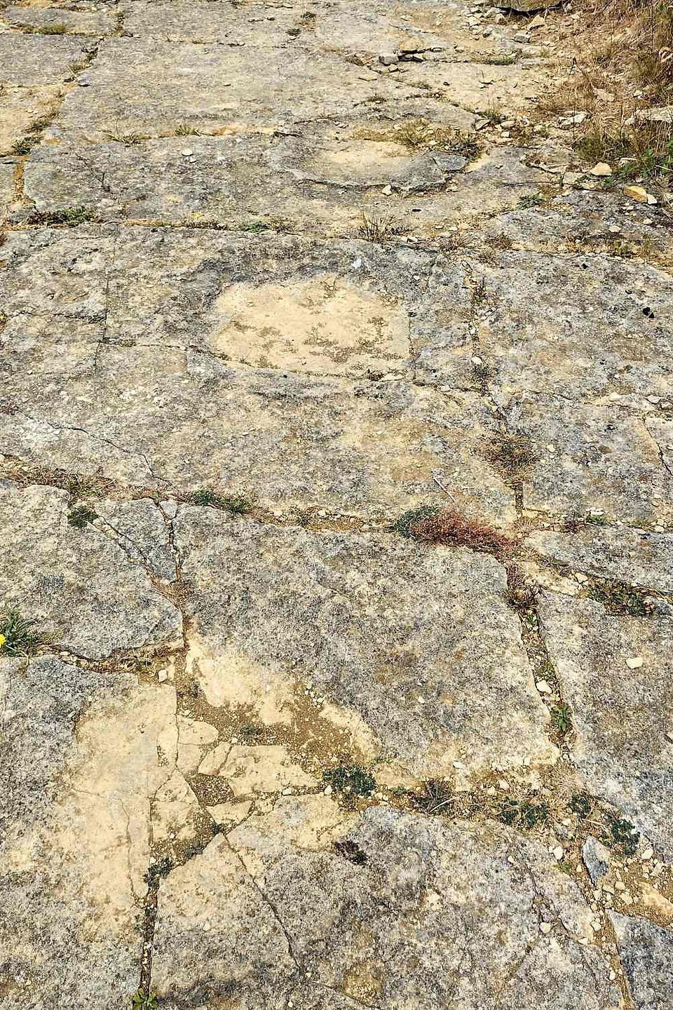 Real Brachiosaurus Footprints, Dinosaur Fossil