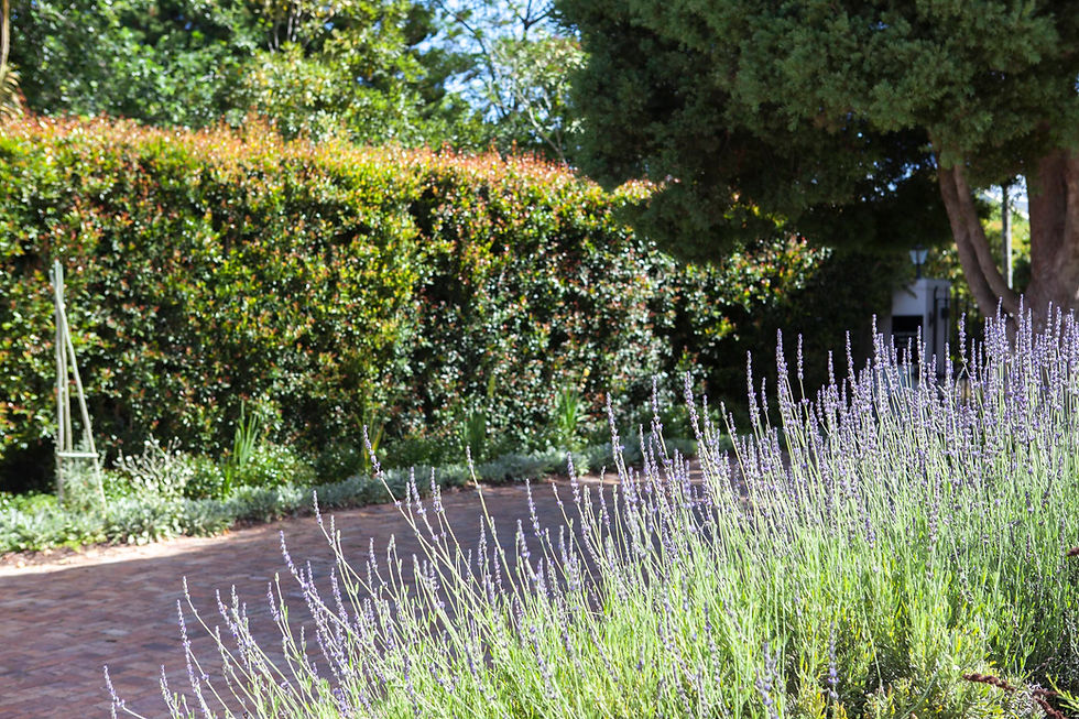 FRONT GARDEN