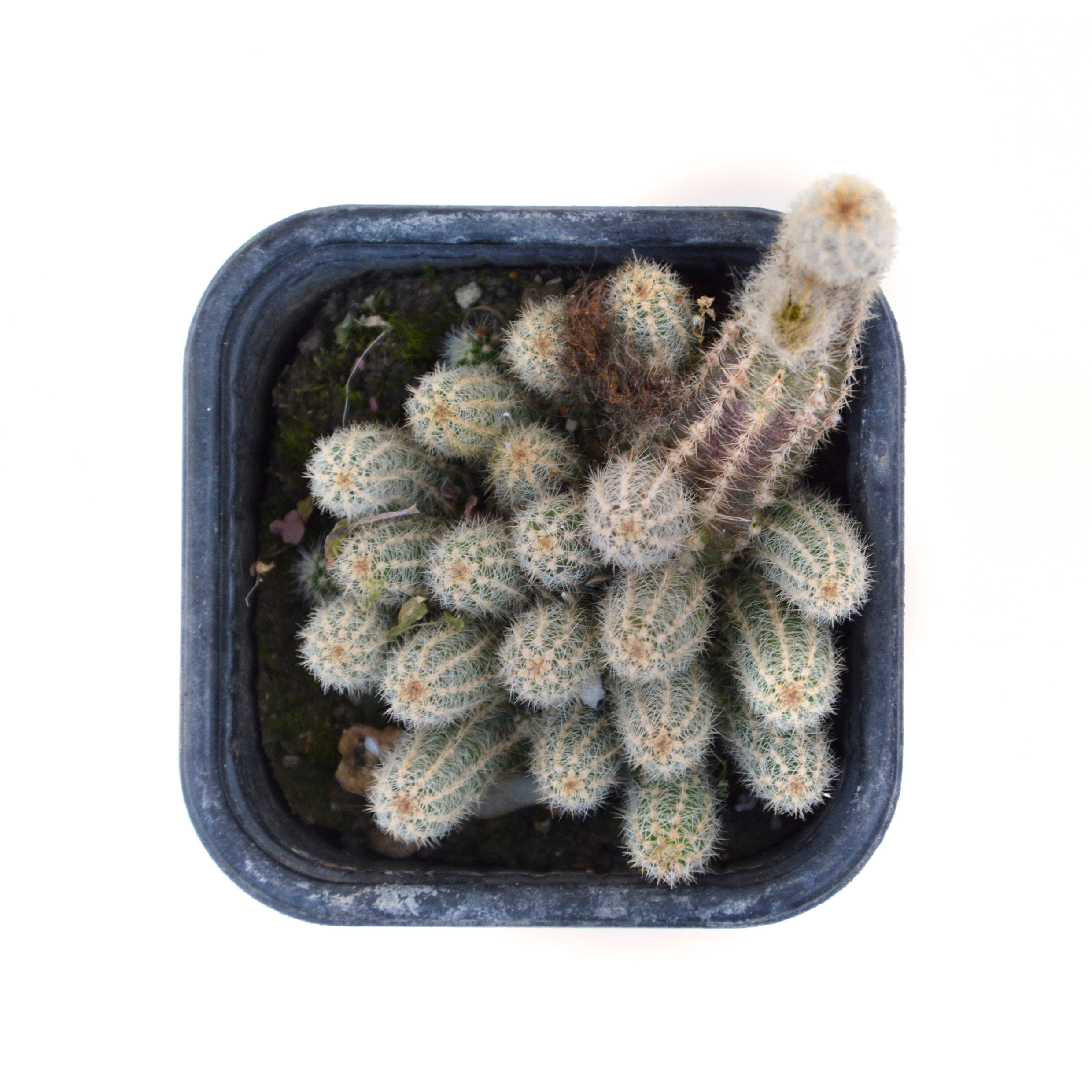 Echinopsis Chamaecereus