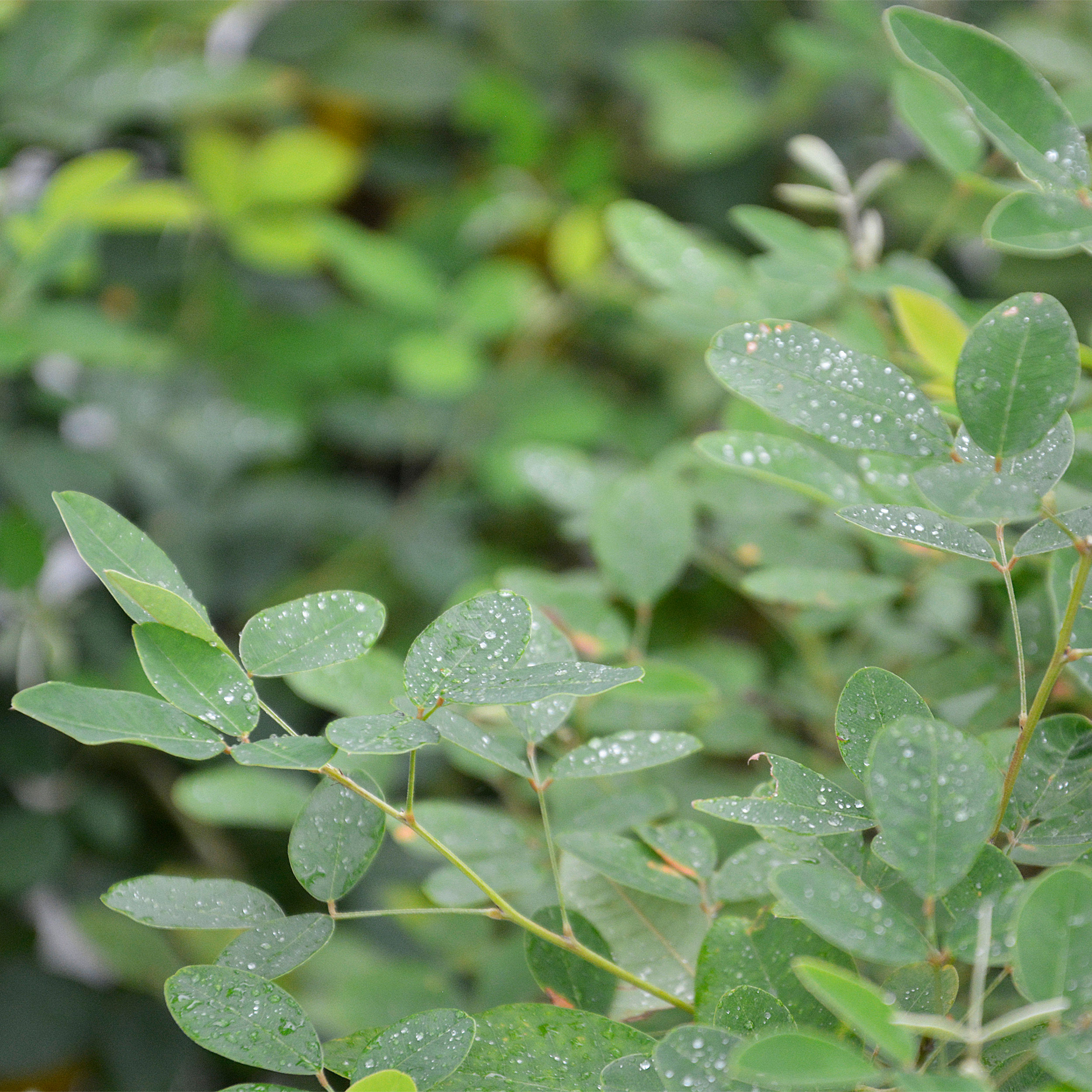 Lespedeza