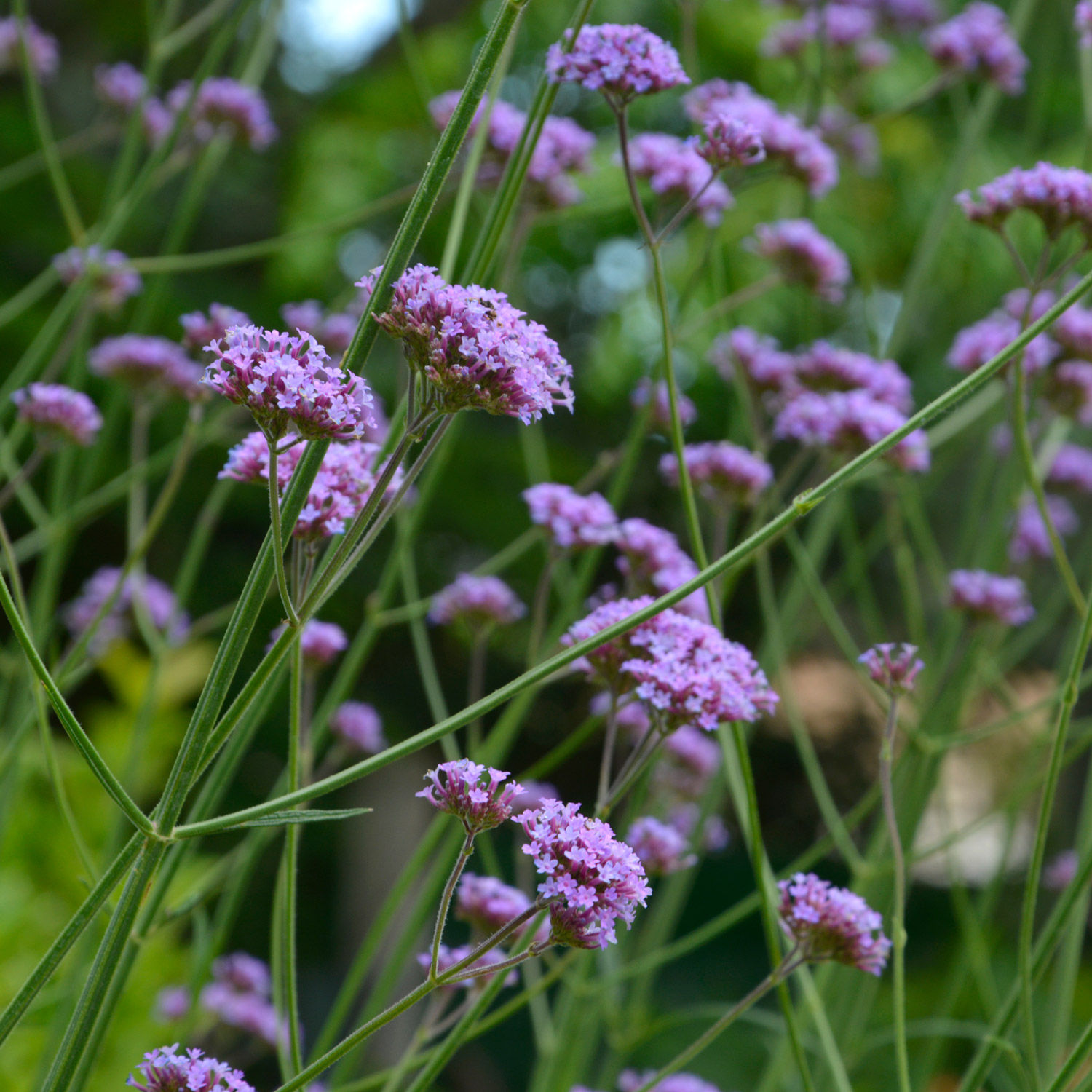 Berbena Bonariensis