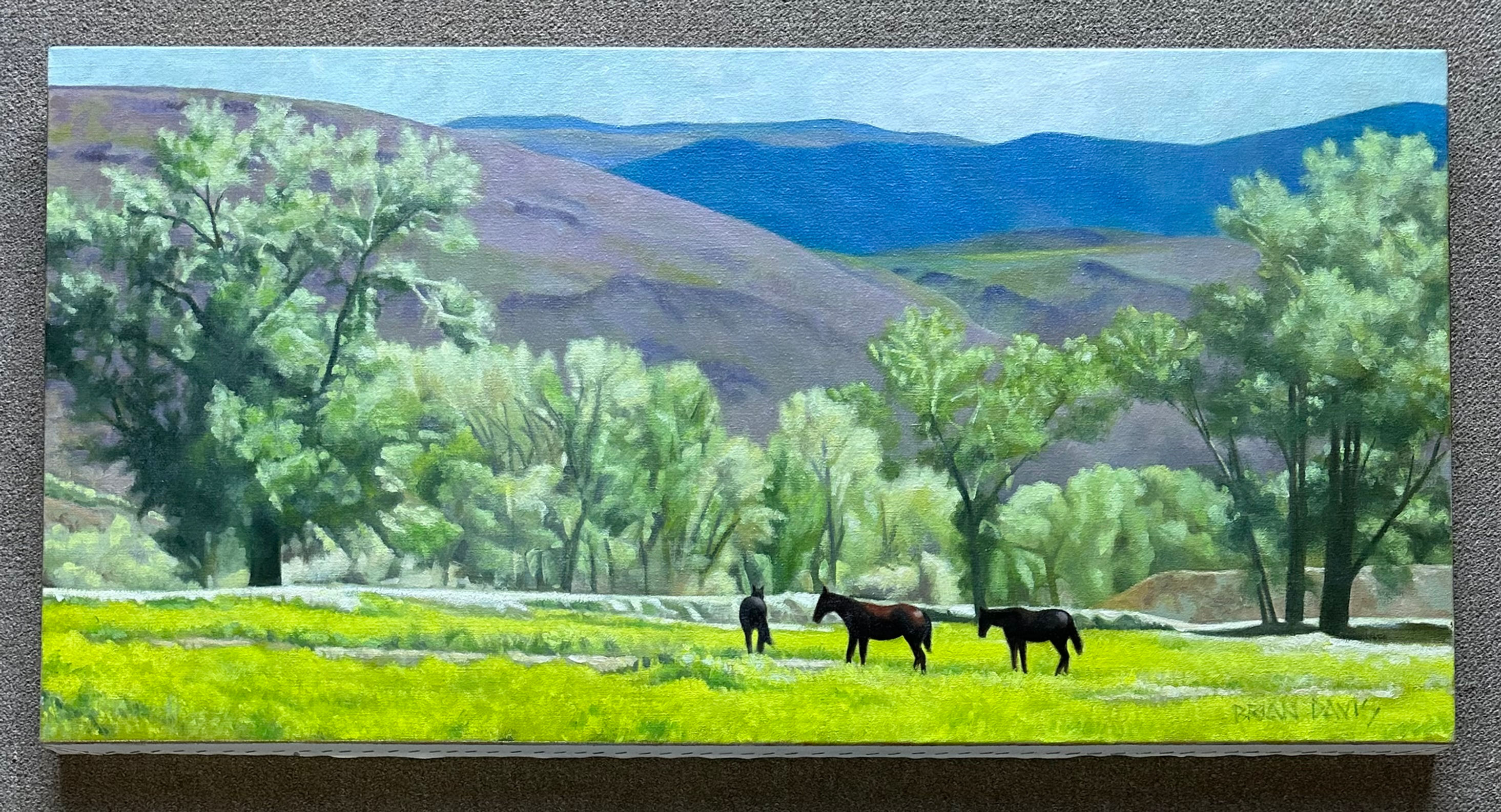 Brian Davis original