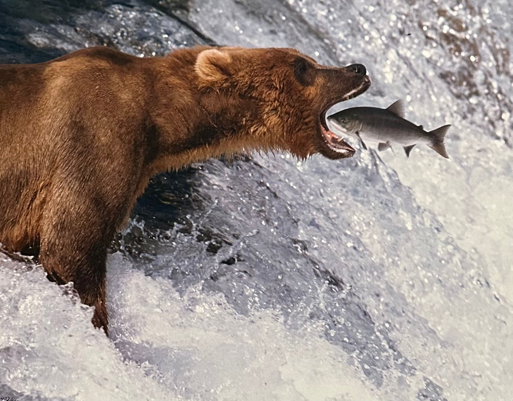 Thomas D. Mangelsen signed and numbered photo