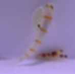 Thumbnail: Randalls Shrimp Goby W/ Randalls pistol Shrimp