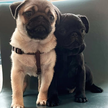 Tommy et Tyson