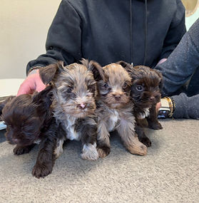 Bébés Yorkshire Terrier