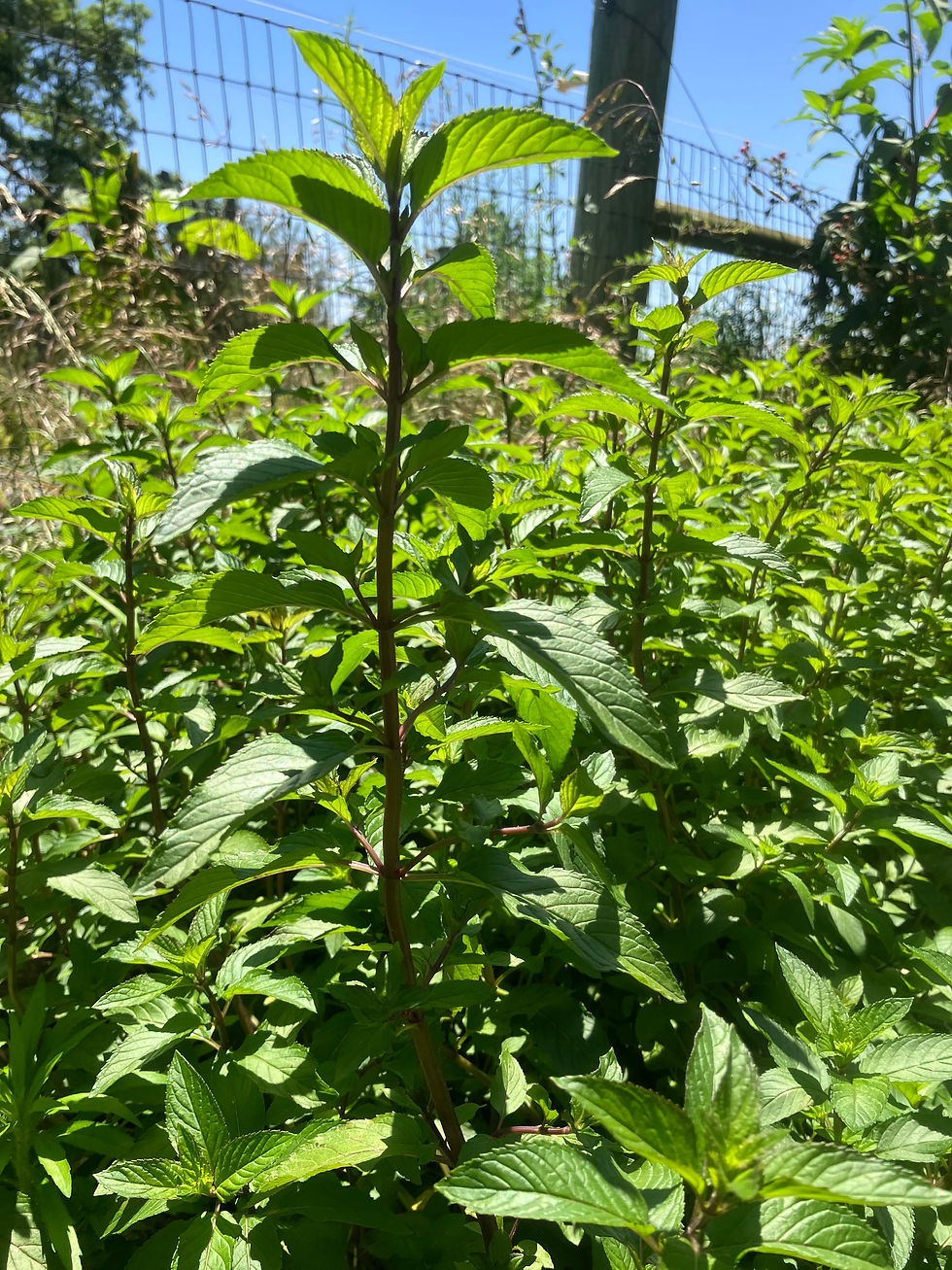 Lush green peppermint plants (Mentha × piperita) with sturdy stems growing vigorously under a clear blue sky in a sunlit garden."