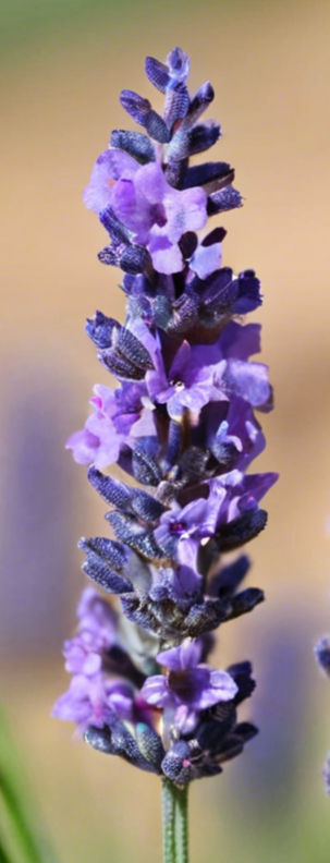 Lavender plant (Lavandula angustifolia) with vibrant purple flowers and green, narrow leaves growing on long stems in a sunlit garden, attracting bees and butterflies against a backdrop of other garden plants and a clear blue sky."