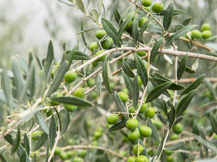 FUN FACT: Olives 101