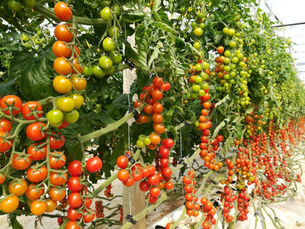FUN FACT: Tomatoes 101