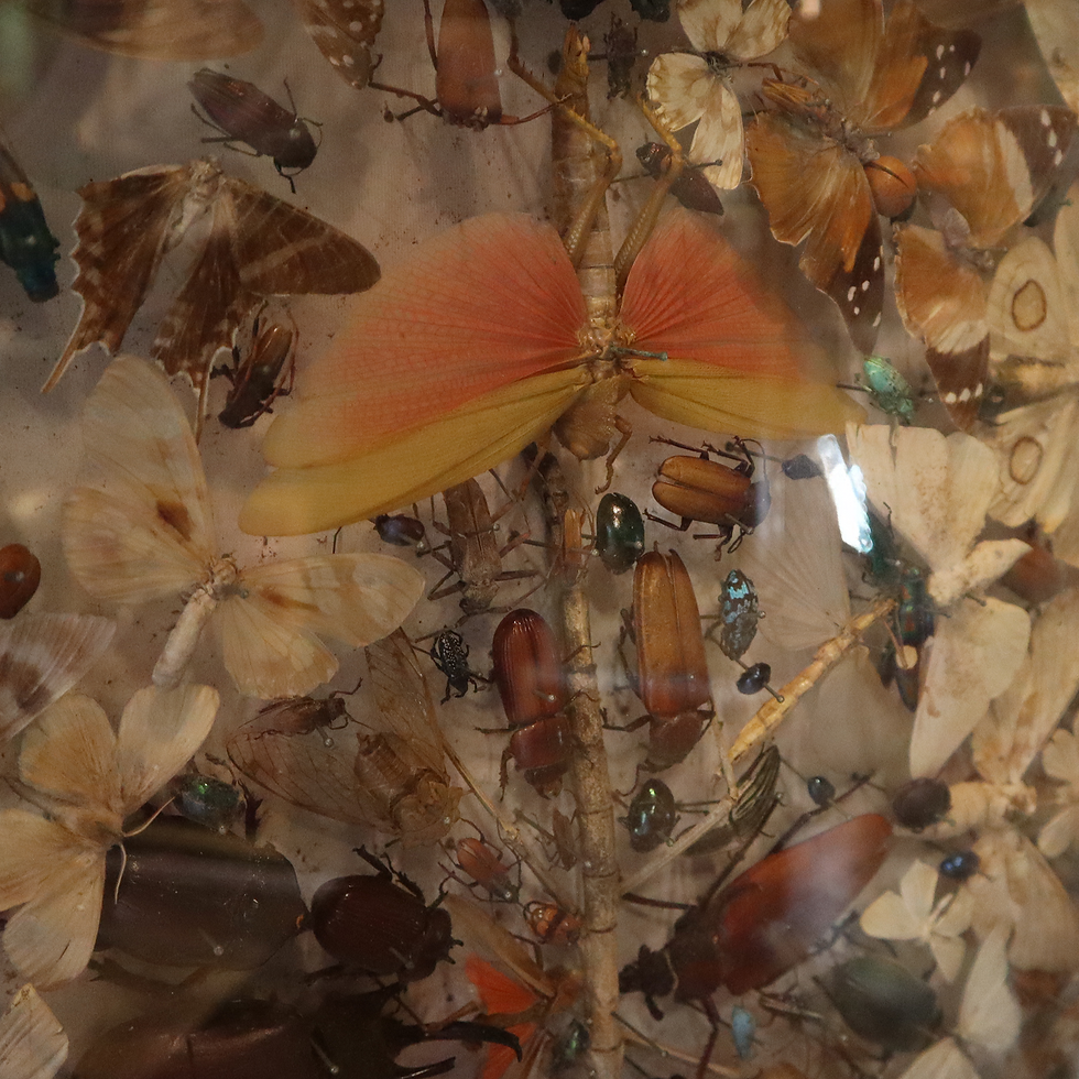 Thumbnail: Antique Case Of Taxidermy Butterflies, Insects And Beetles Etc