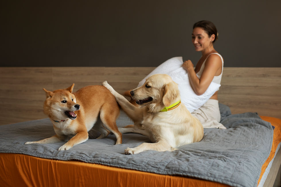 What to Expect from an Overnight Pet Sitting in Raleigh?
