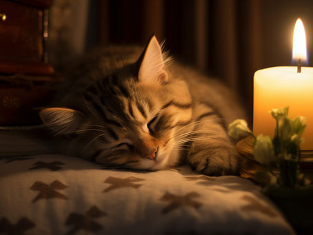 What Does Overnight Cat Sitting Really Look Like? A Guide for Raleigh Cat Owners