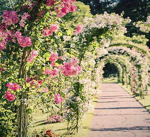 Floral Path_edited.jpg