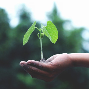 Words as Seeds