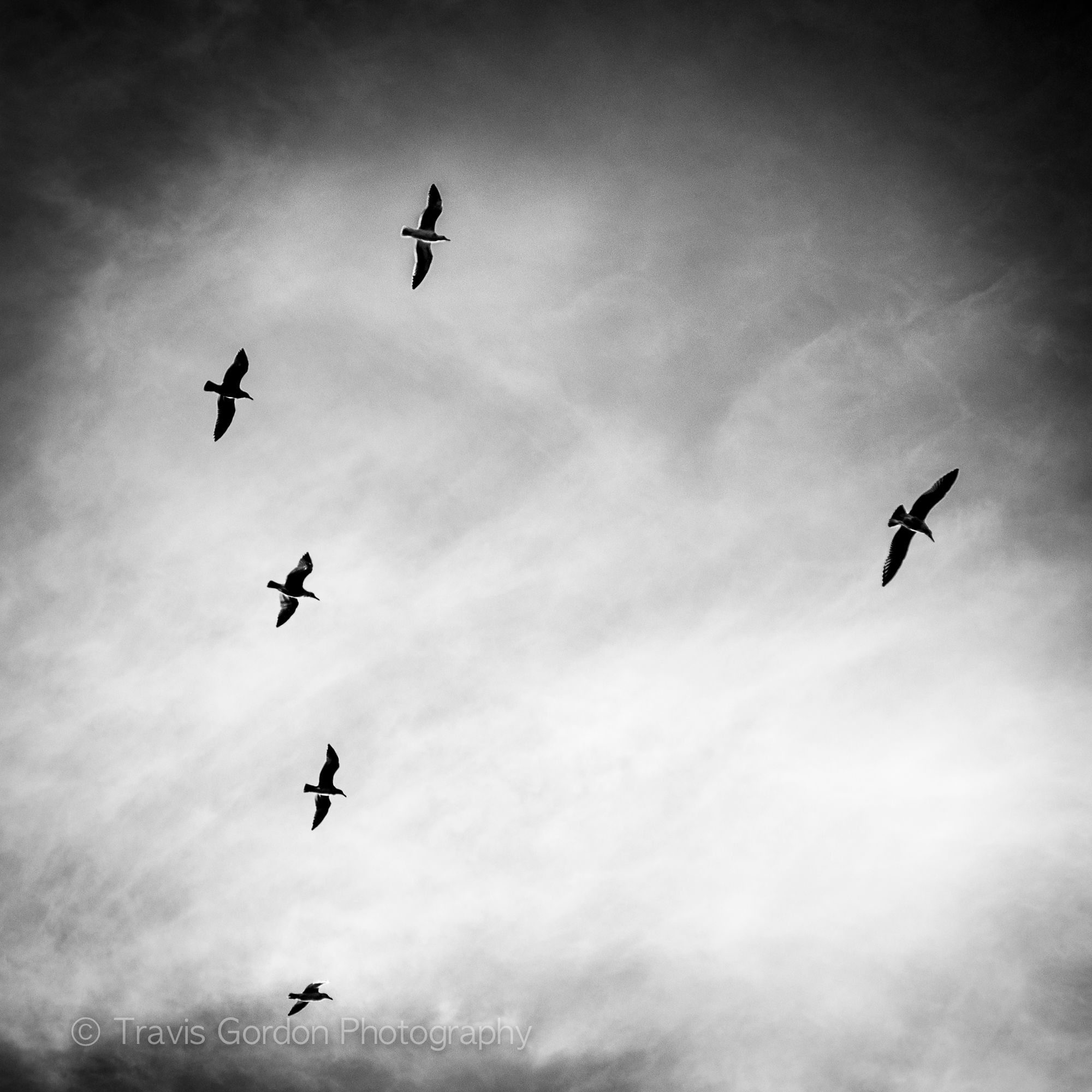 Dancing Seagulls