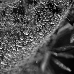 Spiderweb Raindrops