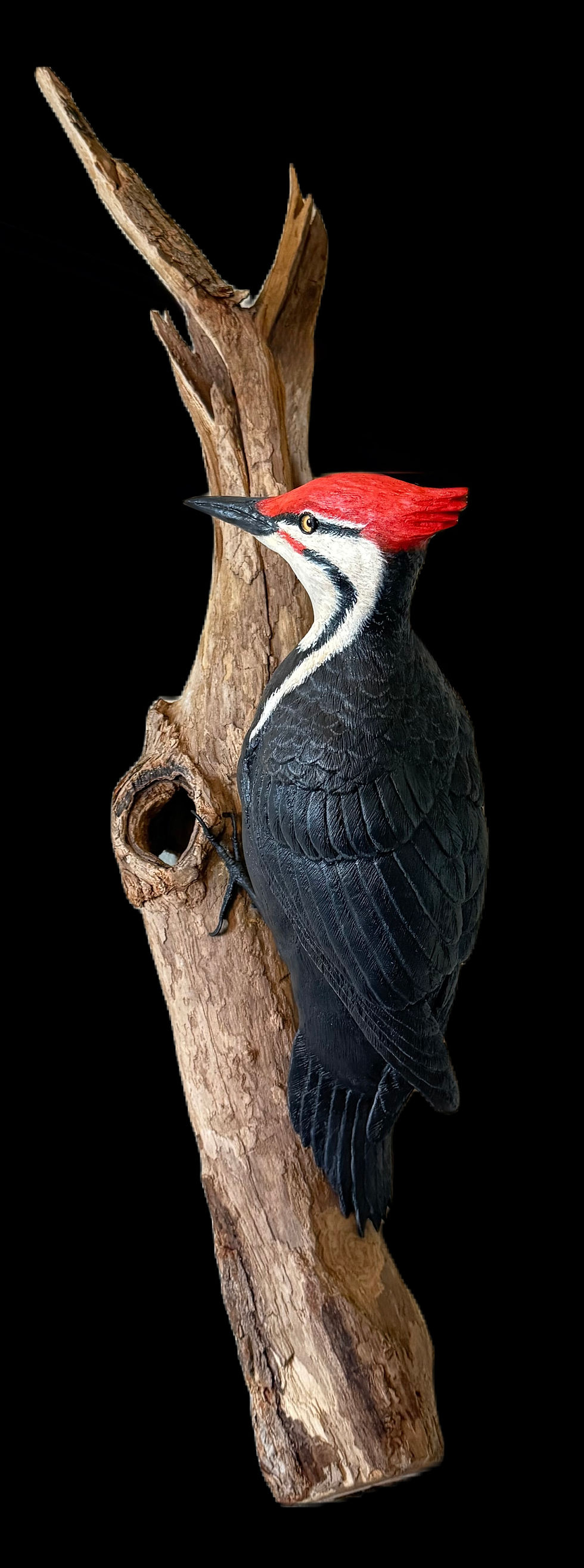 Pileated Woodpecker