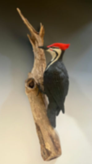 Pileated Woodpecker Wall Art Carving