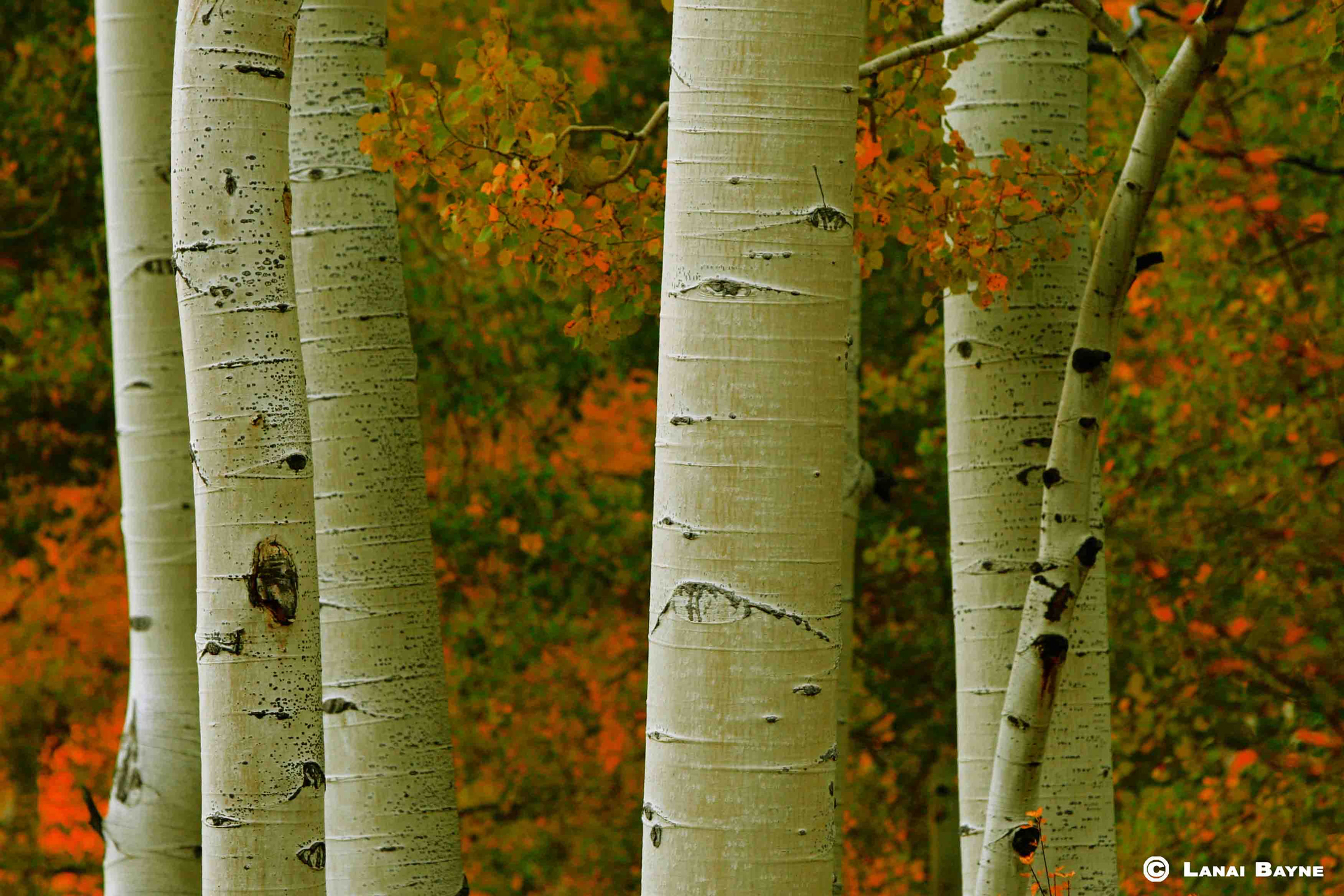 Premium Aluminyzed Prints