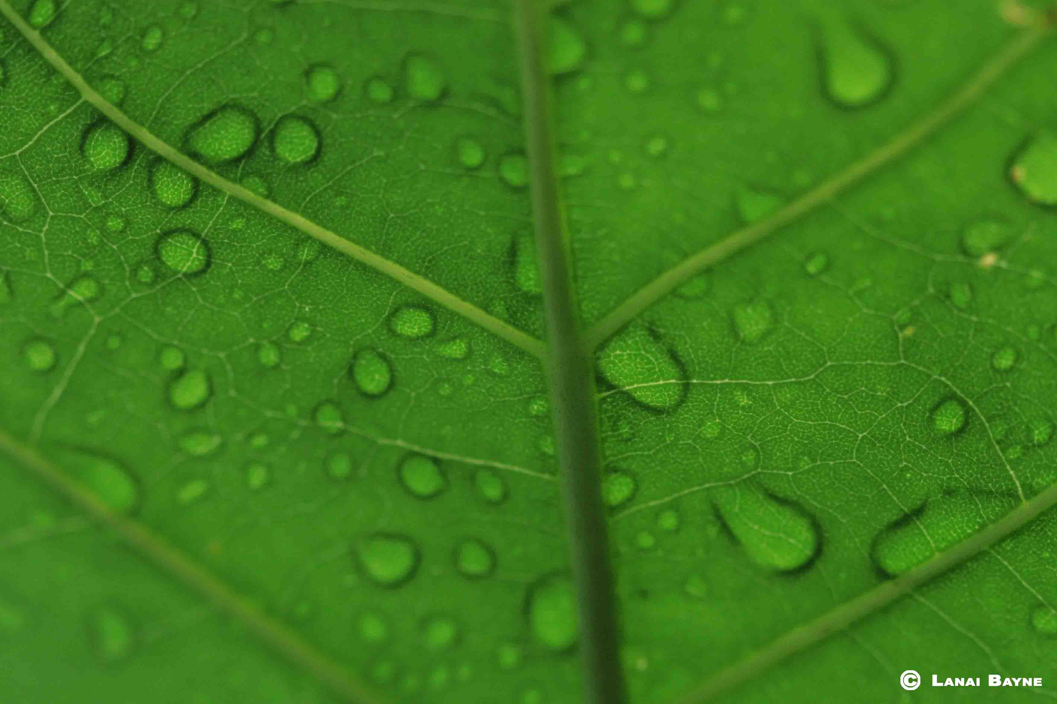 Premium Aluminyzed Prints