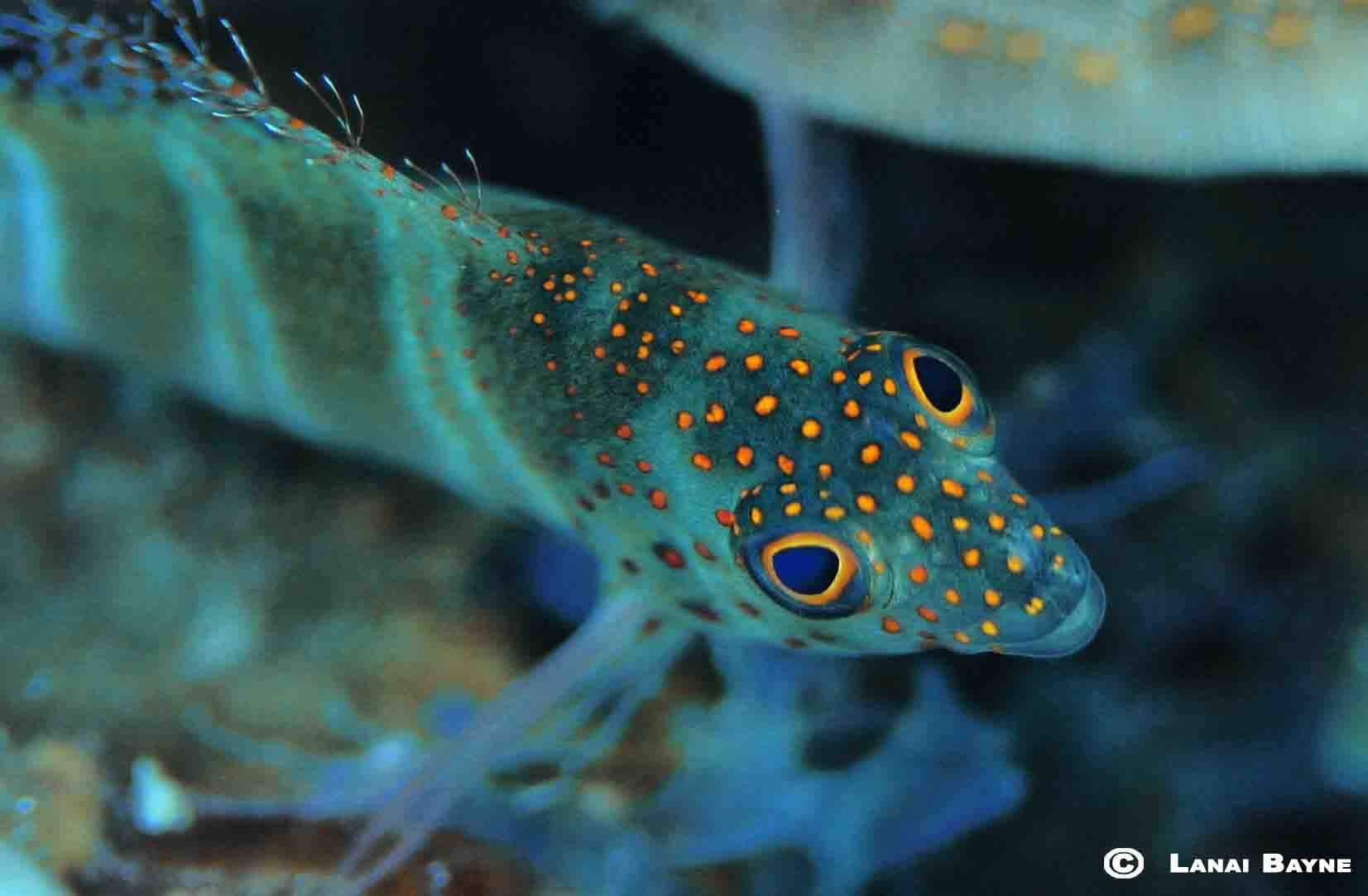 Premium Aluminyzed Prints