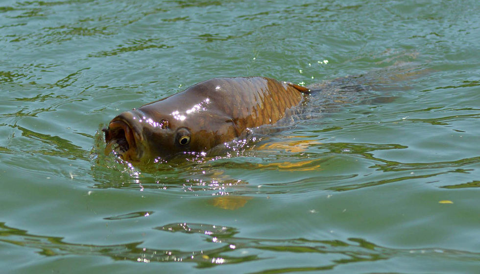 13221388_1296188953728011_6990192185461471385_o