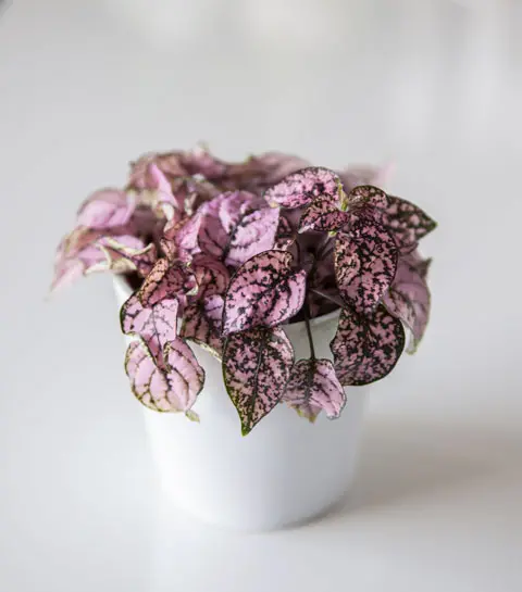 Plante Verte Et Rose