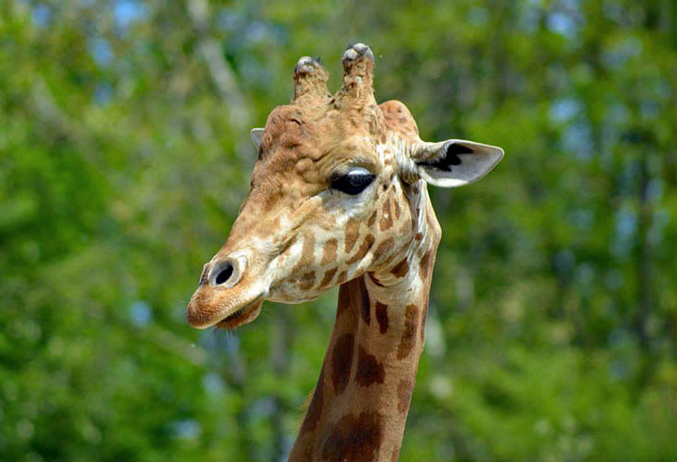 11057905_1052004378146471_7298636399262161213_n