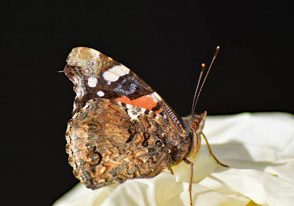 11133746_1047117718635137_1727053772567914558_n