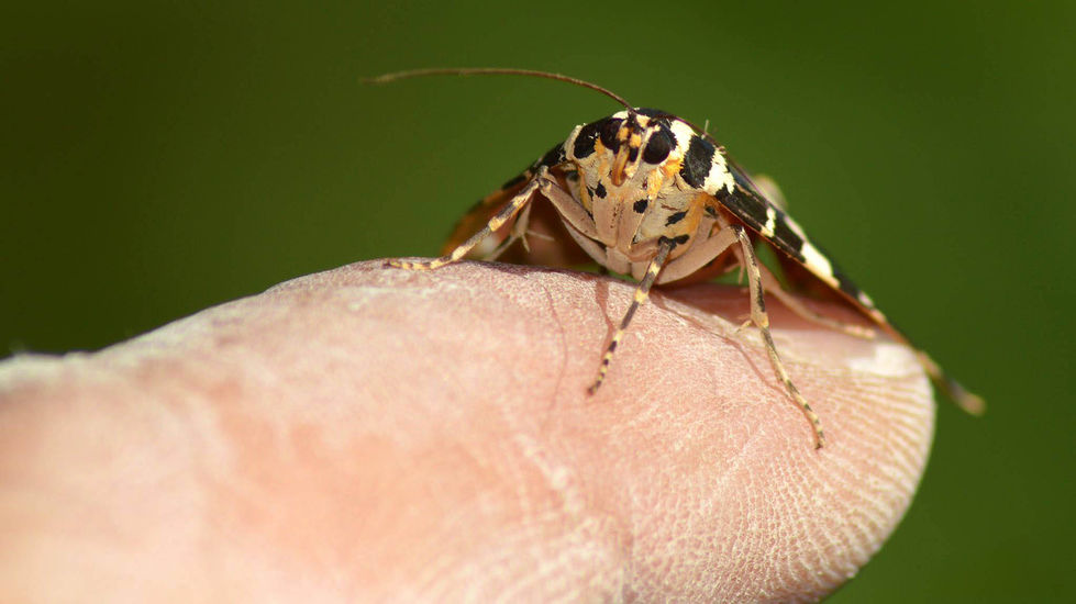 14066448_1370073083006264_2937114221117295303_o