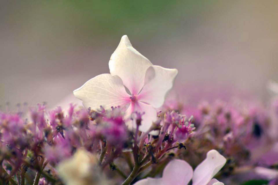 11108232_1102982573048651_3227183416238596893_n