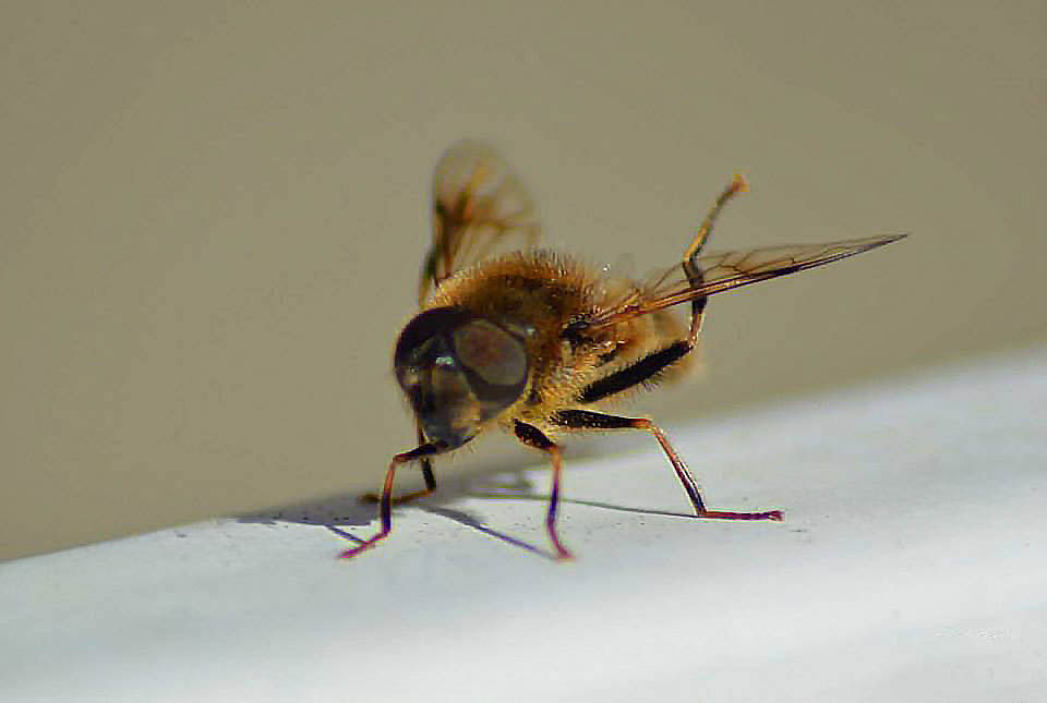 11059425_1049201731760069_1602661363556769065_n