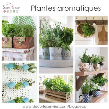 Décorer avec des plantes aromatiques