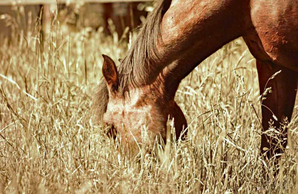 11259613_1063692276977681_2426130594205936261_n