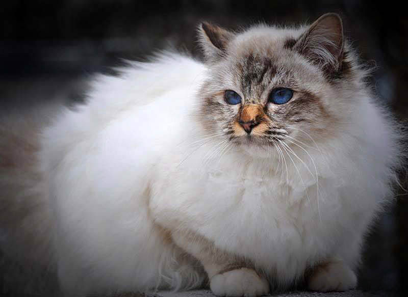 53468103_2555829484430612_5402009199741763584_n