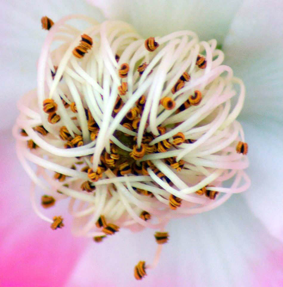 11233266_1096356280377947_3986011541027098795_n