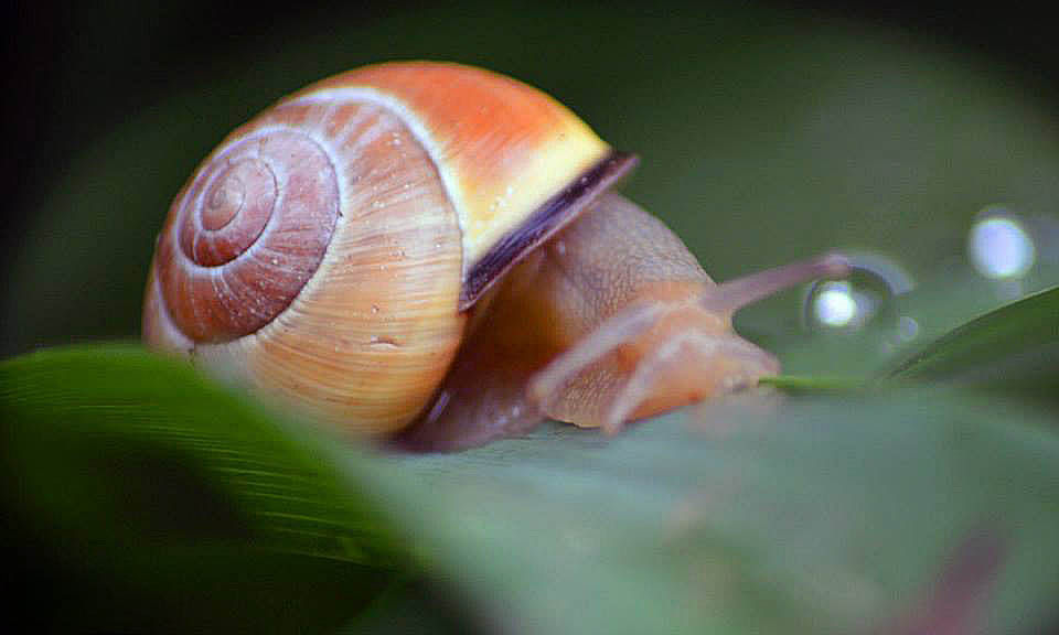 11156267_1054037564609819_3873187909310636543_n