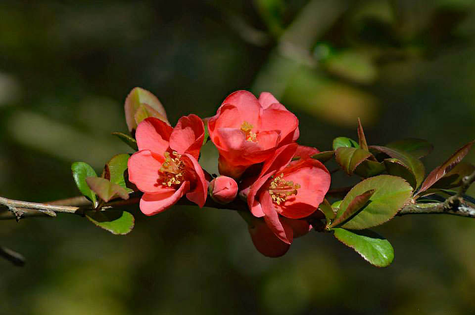 11000657_1047141205299455_3846271434373305231_n