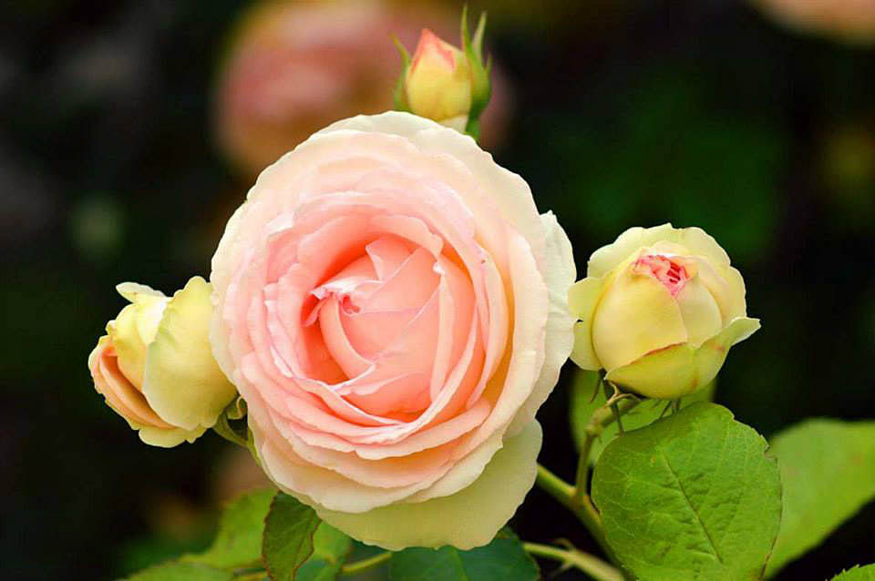 11539712_1077291128951129_6732964846829808203_n