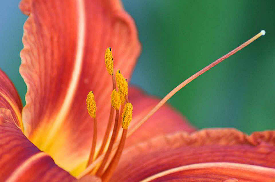 11390178_1076608535686055_6171645366663377089_n