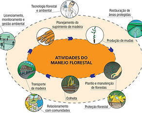 manejo florestal.jpg