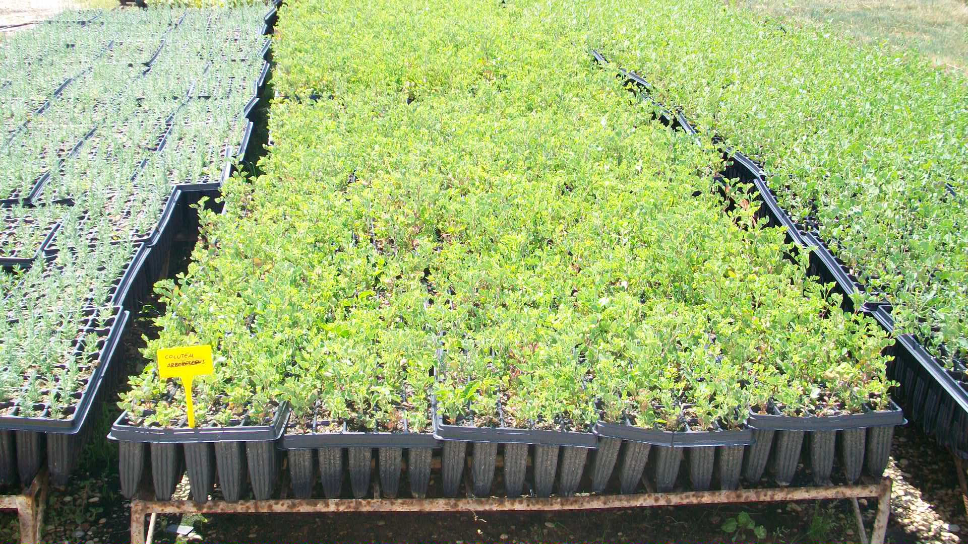 Espanta Lobos (Colutea Arborescens)