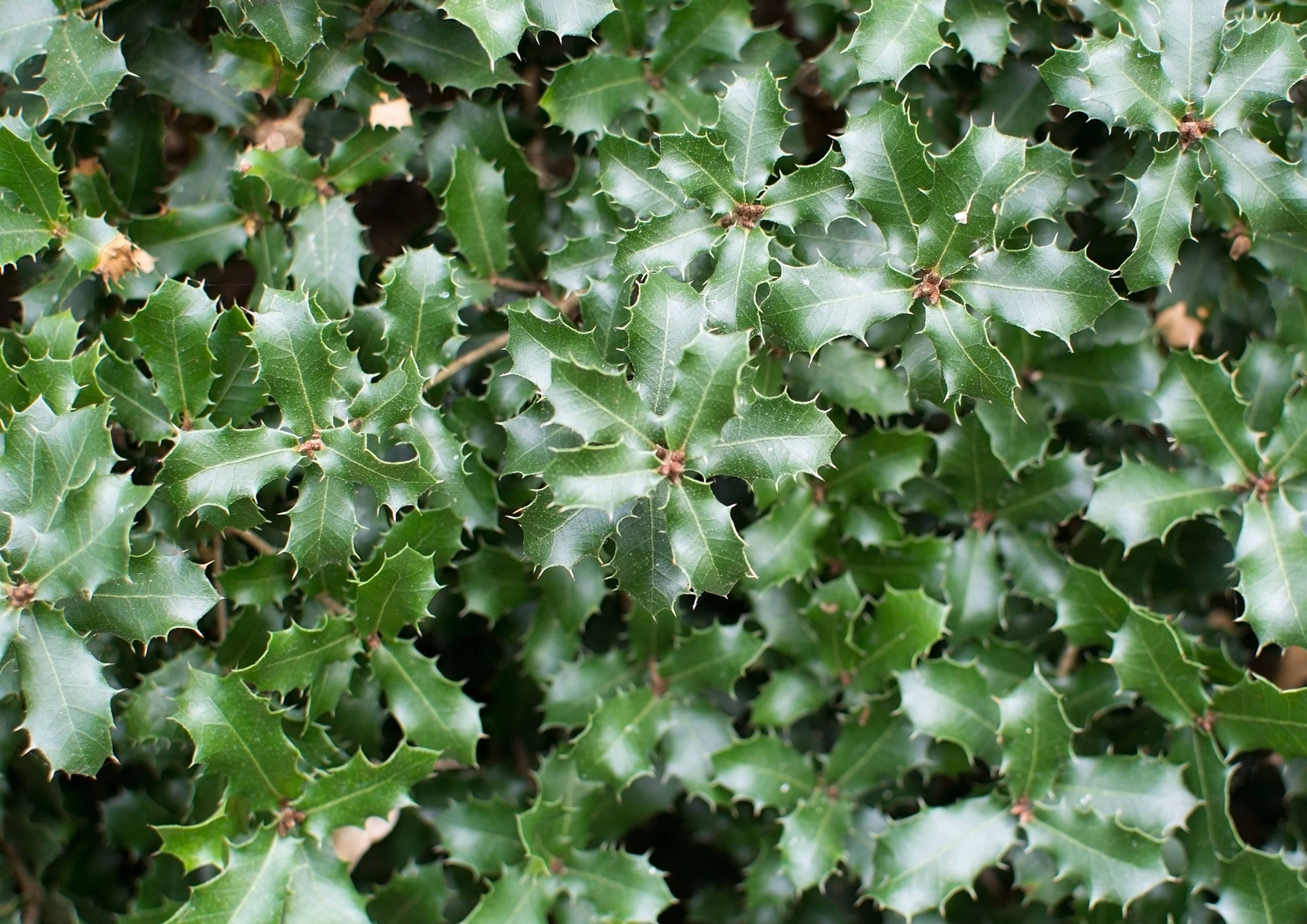 Coscoja (Quercus Coccifera)