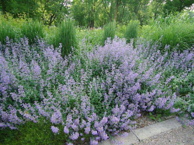 Salvia de los Prados (Salvia Pratensis)