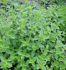Oregano - Viveros Alborada, S.L.