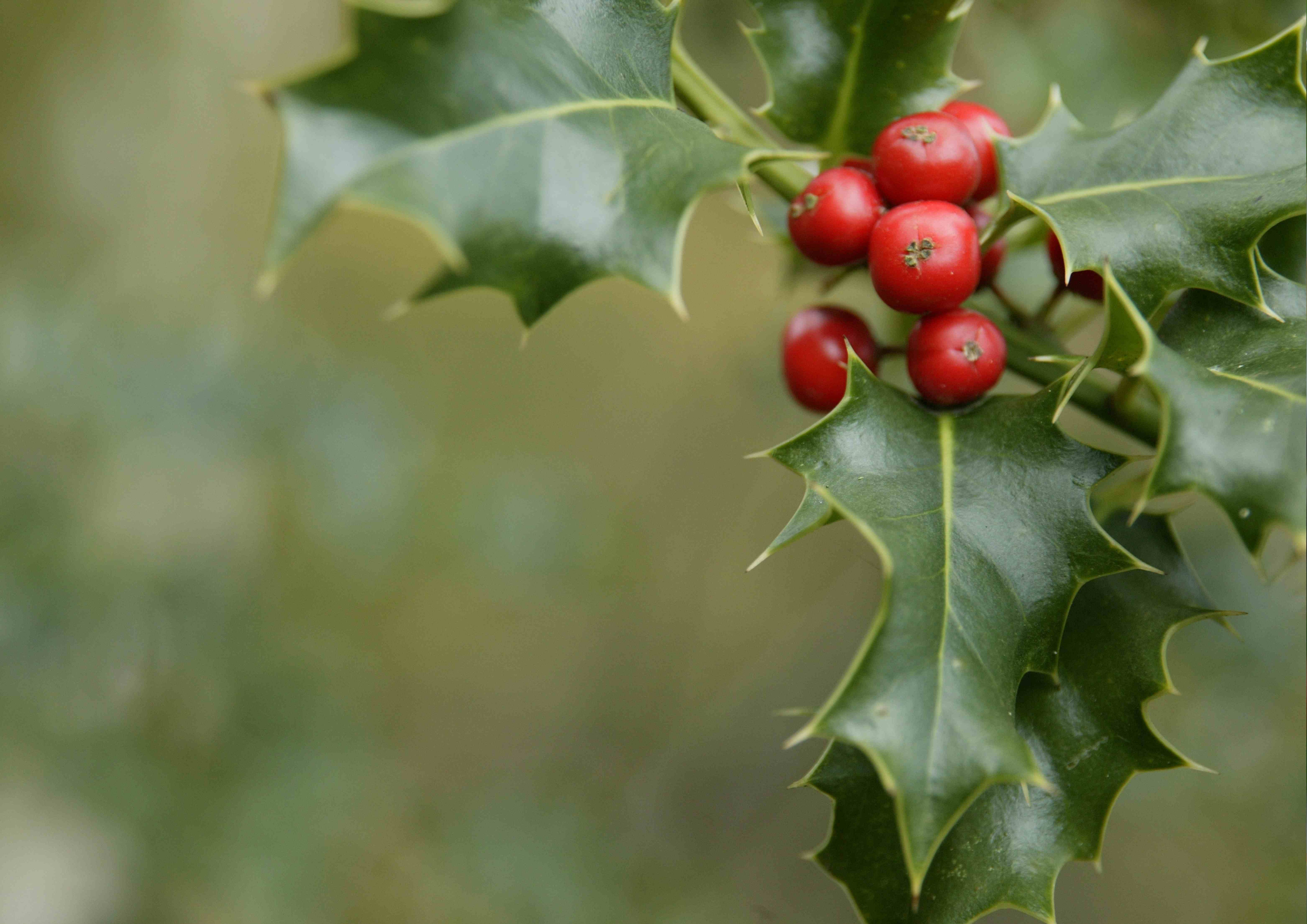 Acebo (Ilex Aquifolium)